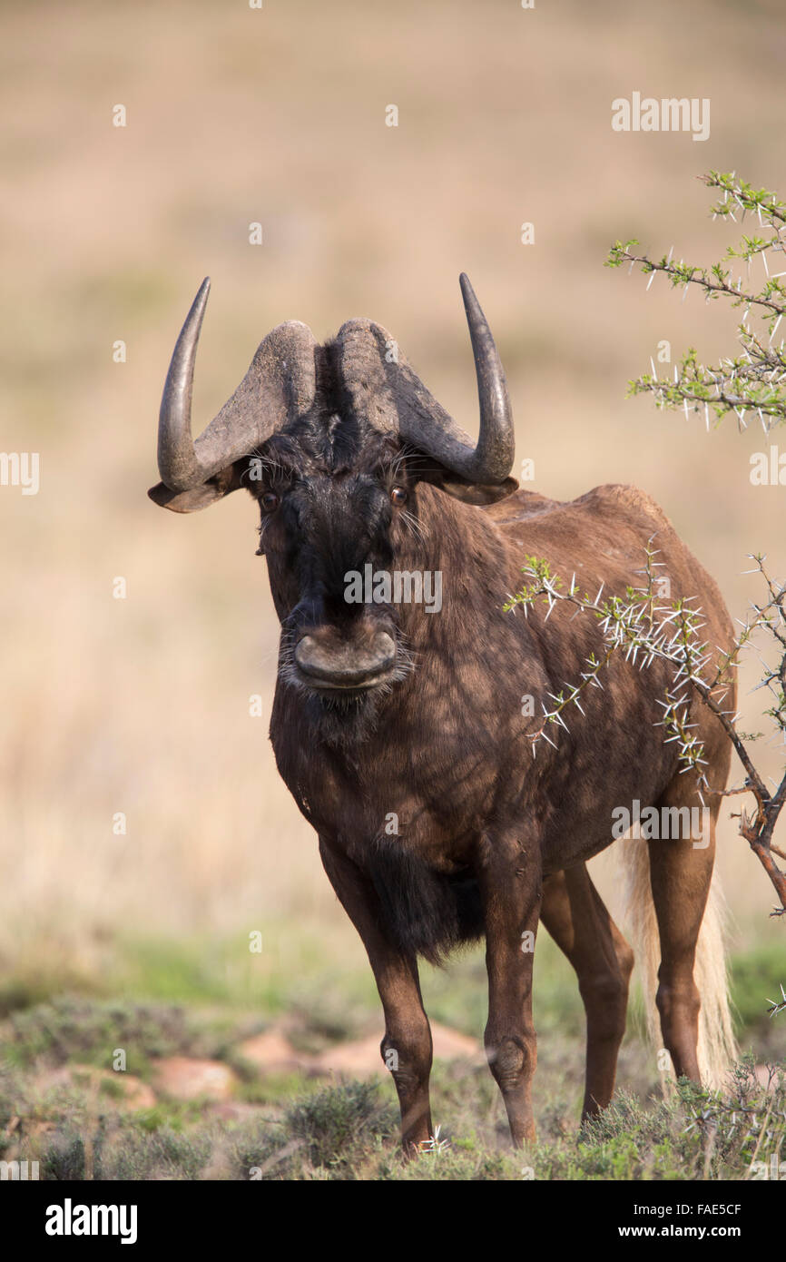 Nero (gnu Connochaetes gnou), Mountain Zebra national park, Sud Africa Foto Stock