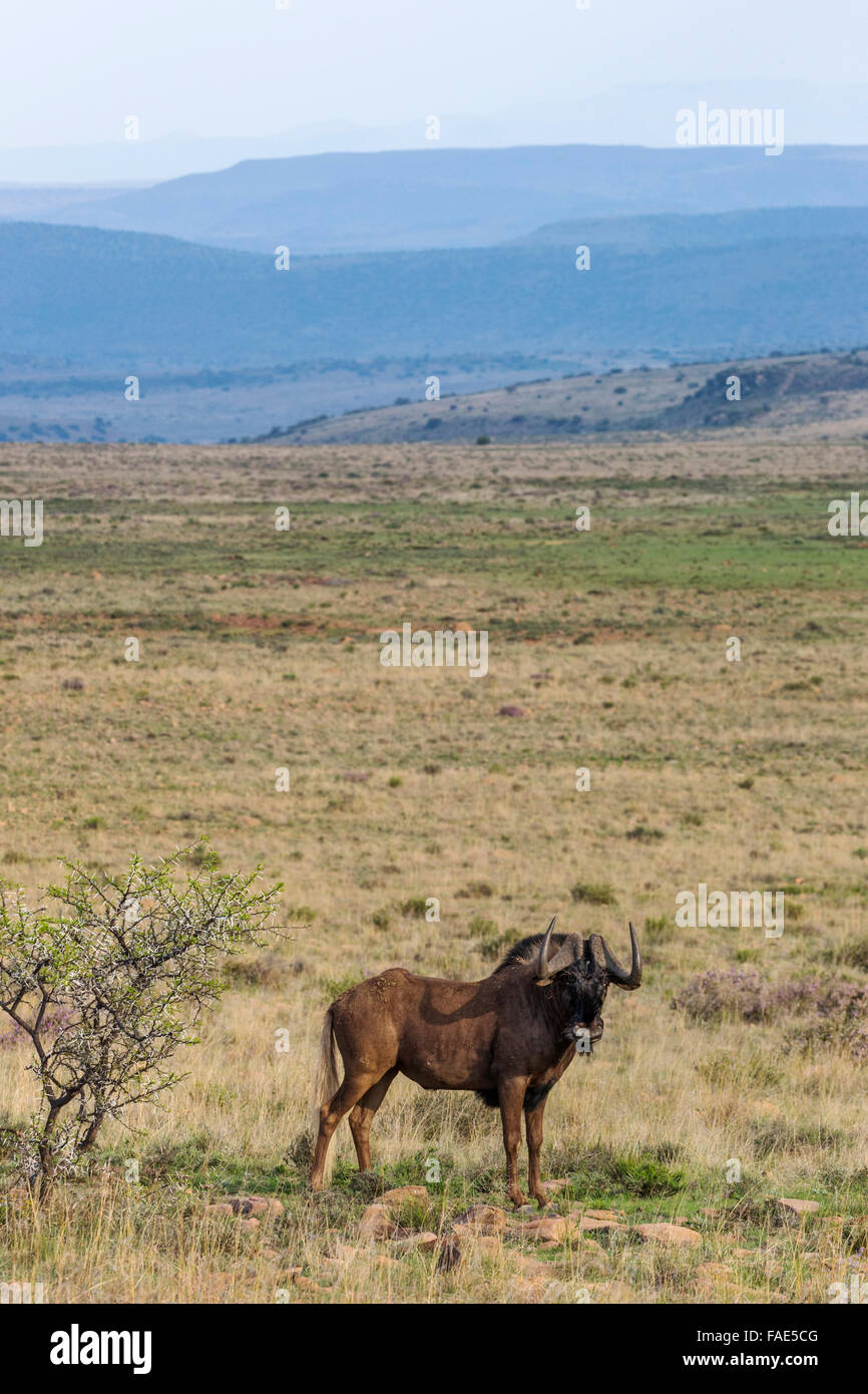 Nero (gnu Connochaetes gnou), Mountain Zebra national park, Sud Africa Foto Stock