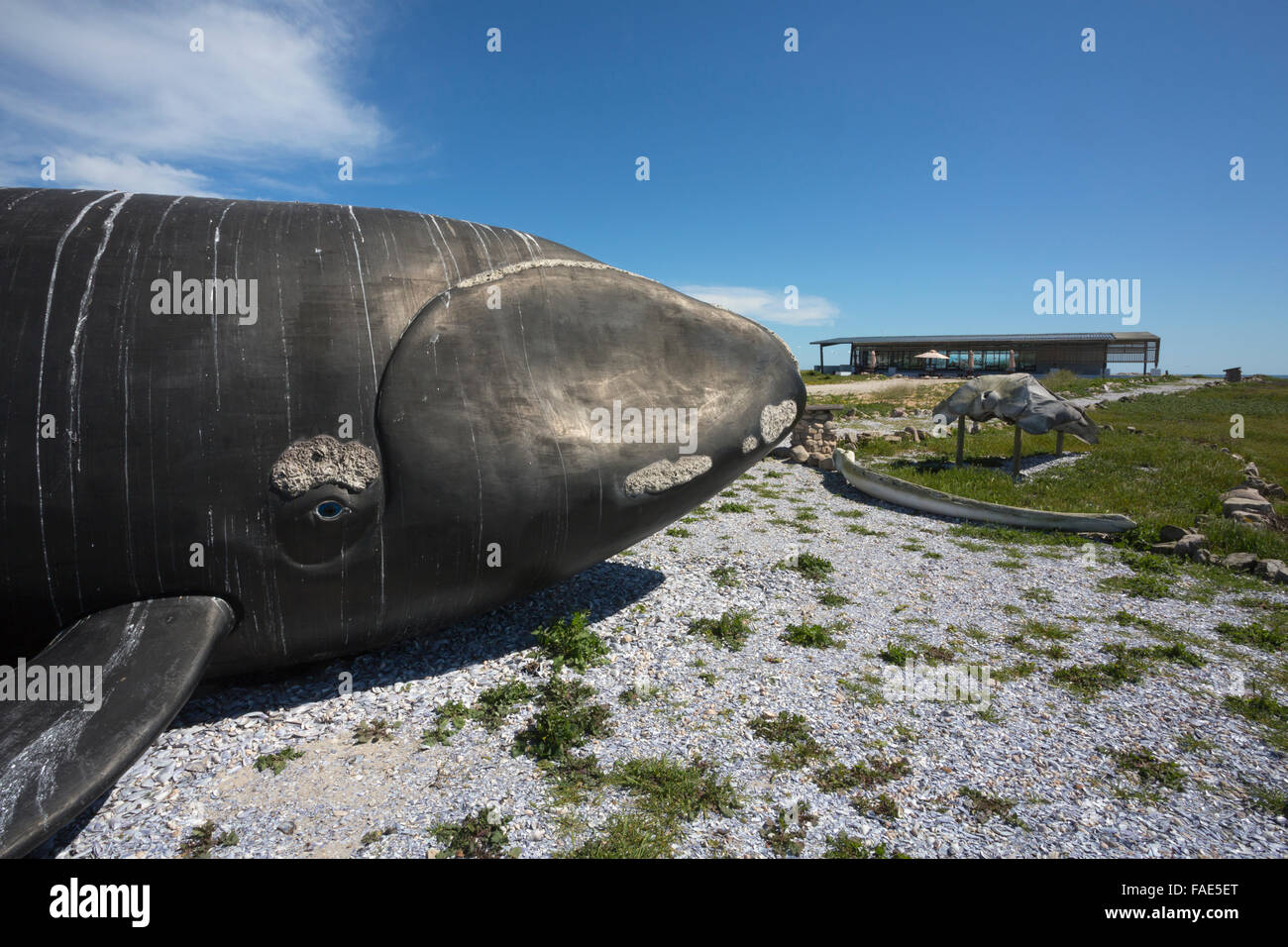 Bird Island che mostra il modello Southern Right Whale (Eubalaena australis), Lambert's Bay, Western Cape, Sud Africa Foto Stock