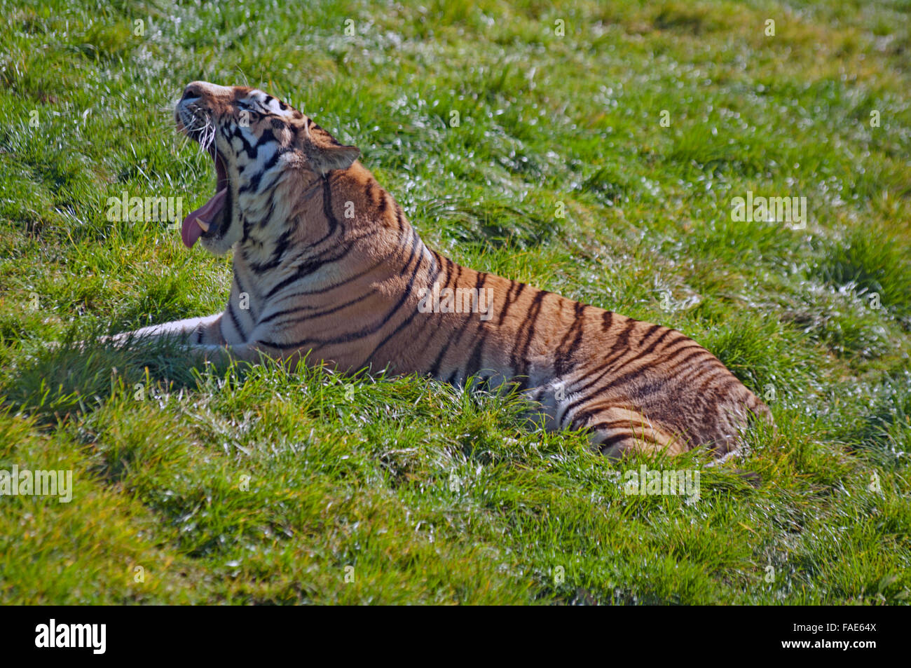 Tigre di Amur, (Tigre Siberiana), Panthera Tigris Altaica, Russia Orientale, Zoo, Foto Stock