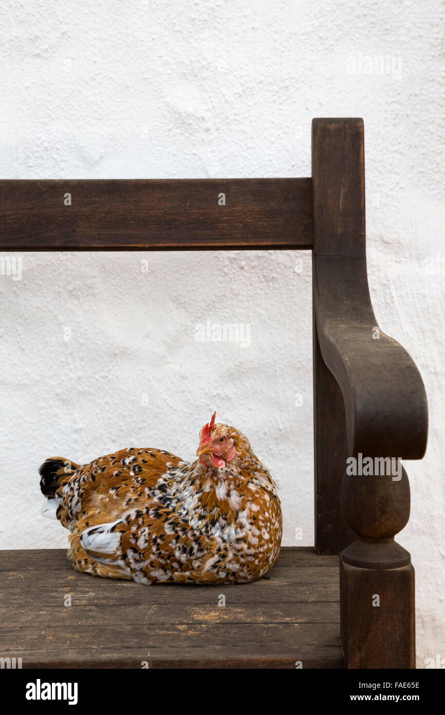 Il pollo sul banco a Babylonstoren farm, Drakenstein valley, Western Cape, Sud Africa Foto Stock