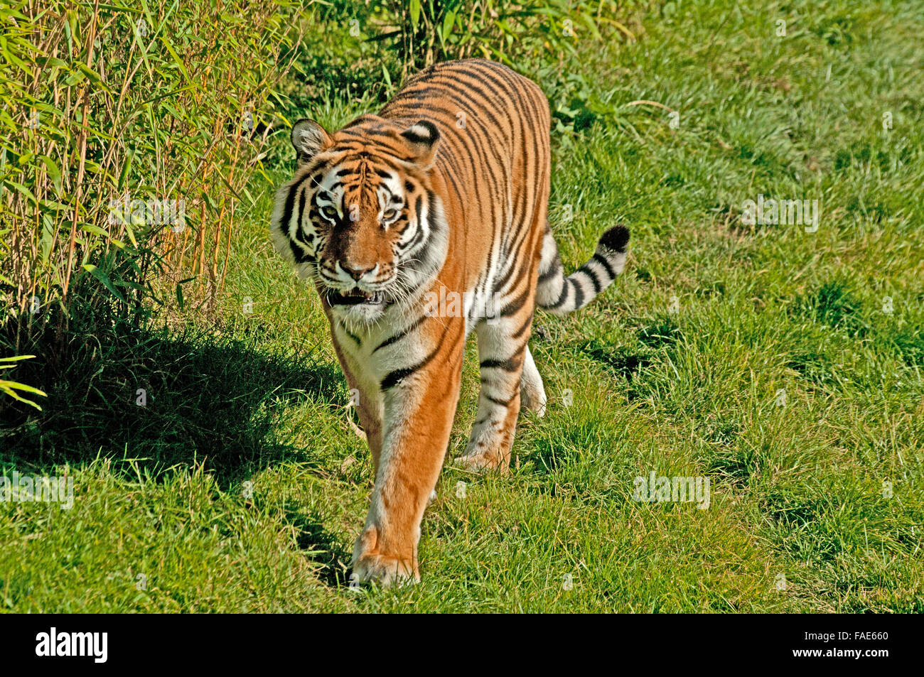 Tigre di Amur, (Tigre Siberiana), Panthera Tigris Altaica, Russia Orientale, Foto Stock