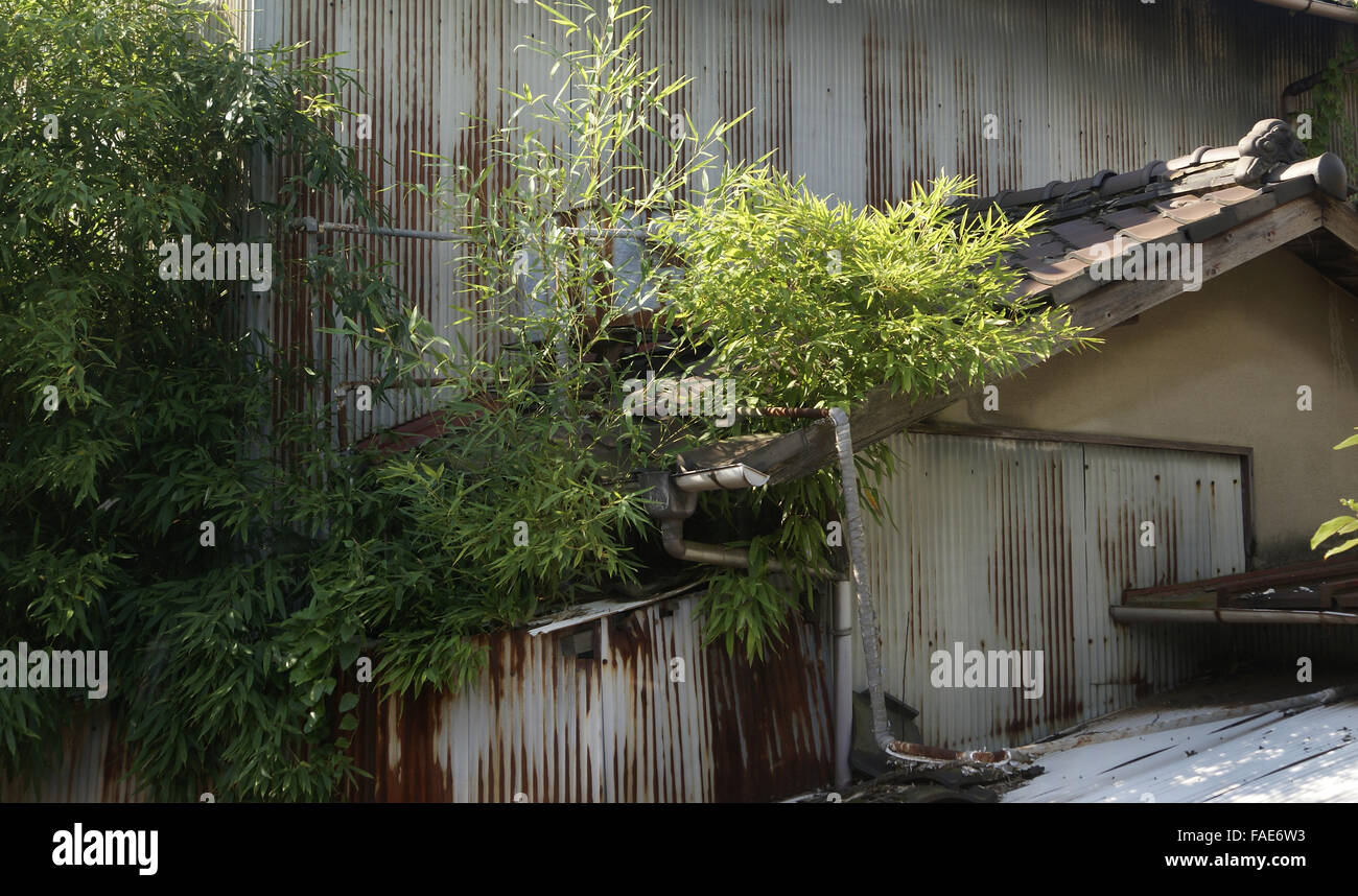 Erbacce Overgrowing edificio di copertura Foto Stock