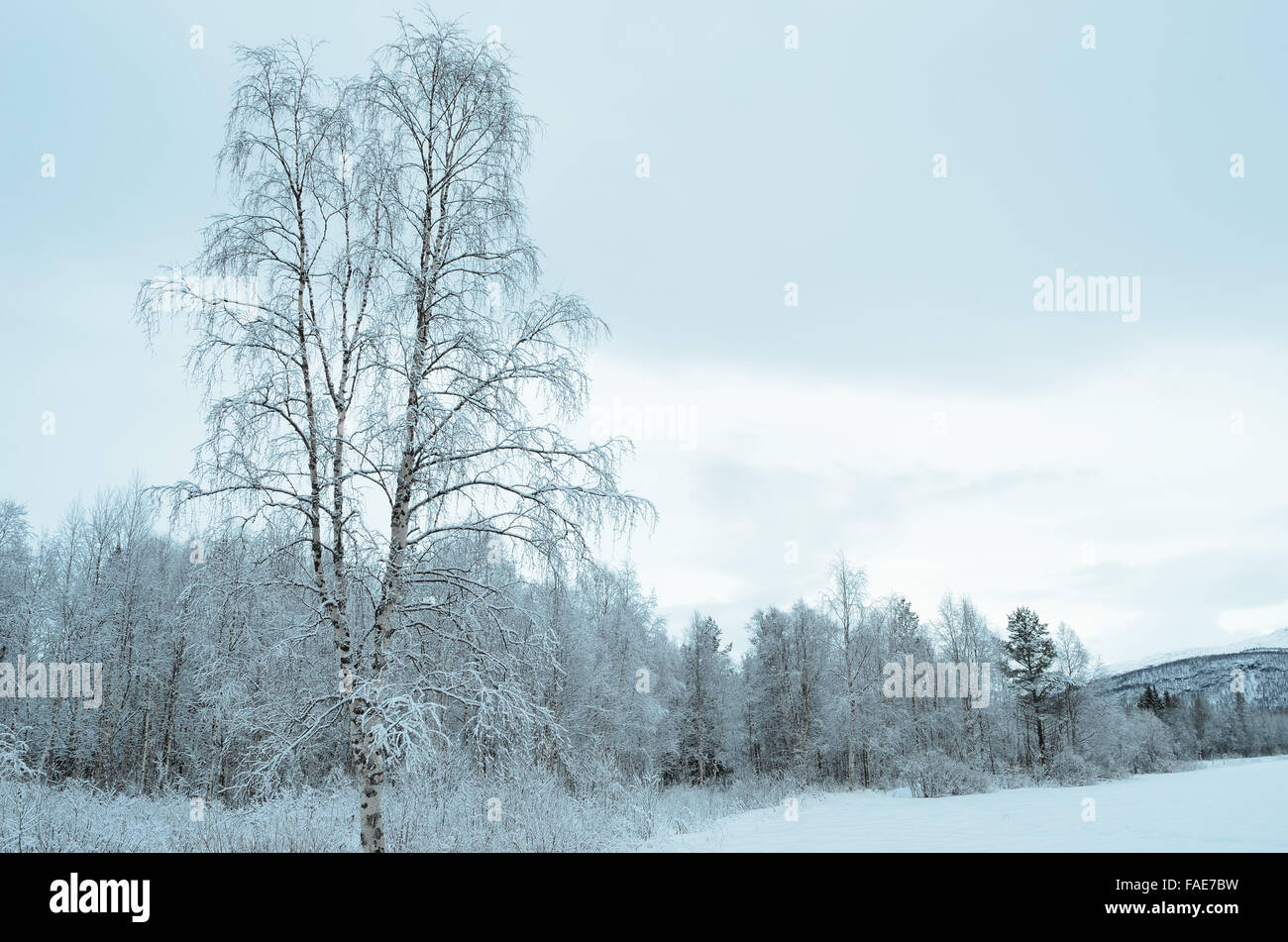 Incontaminata bianco innevato paesaggio forestale dopo la brina Foto Stock