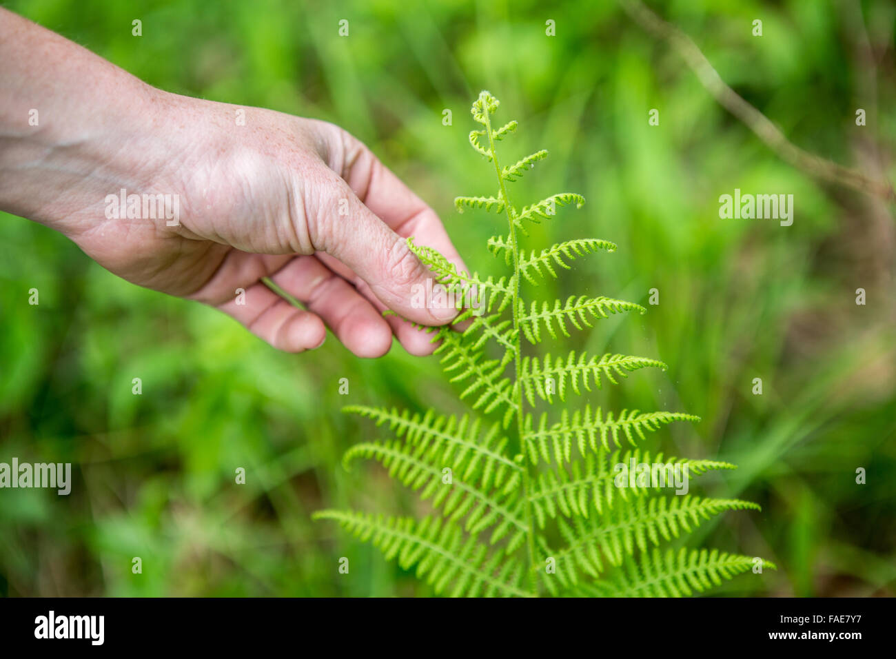 Mano toccando una felce selvatica Foto Stock