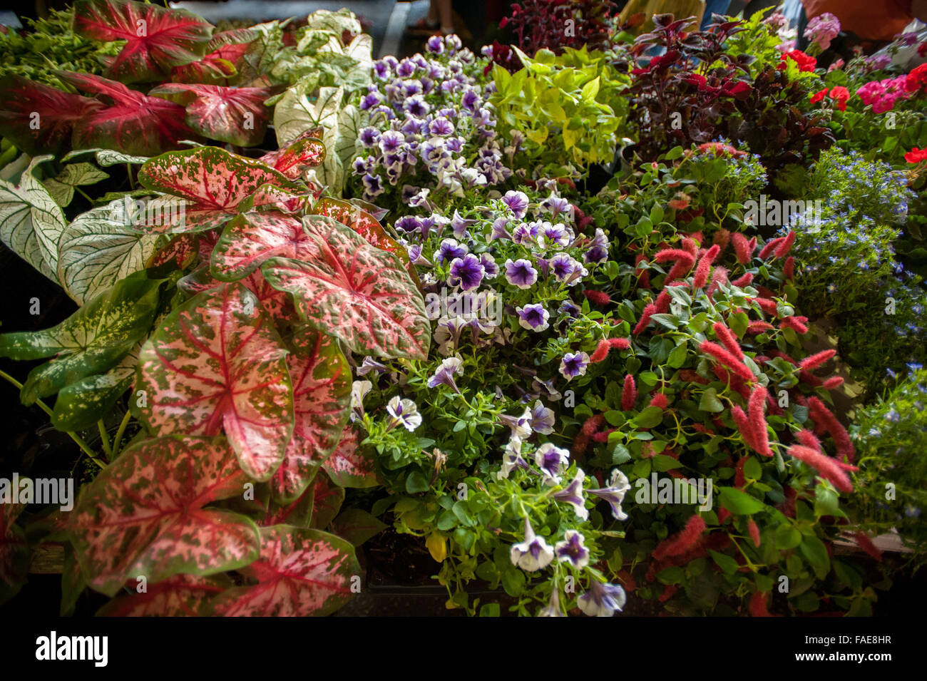 Fiori in vendita presso il locale mercato degli agricoltori Foto Stock