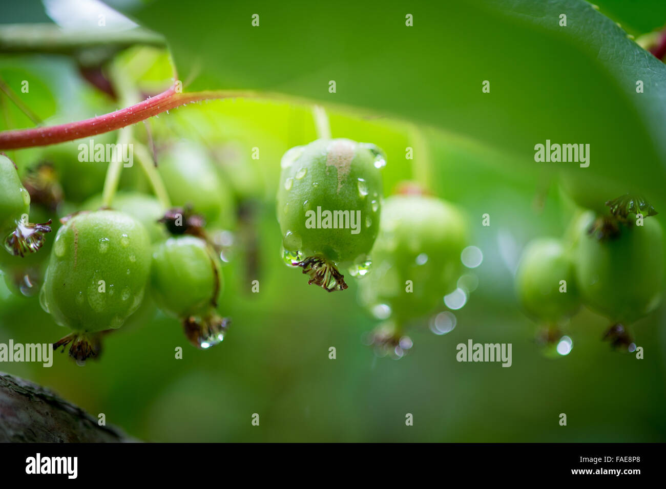 Bacche di Kiwi in crescita in un frutteto Foto Stock