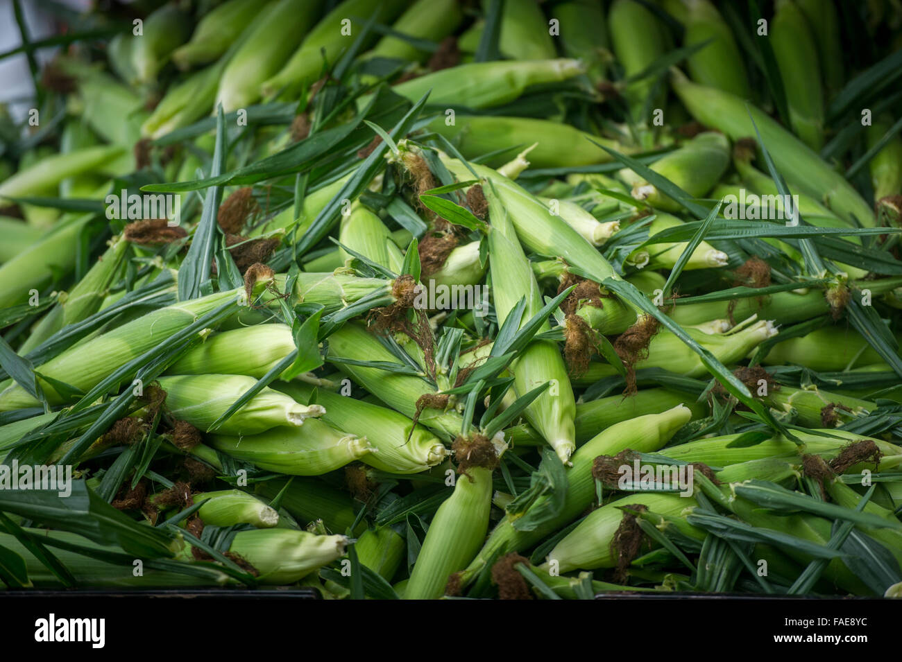 Stack di mais in vendita presso il locale mercato degli agricoltori Foto Stock