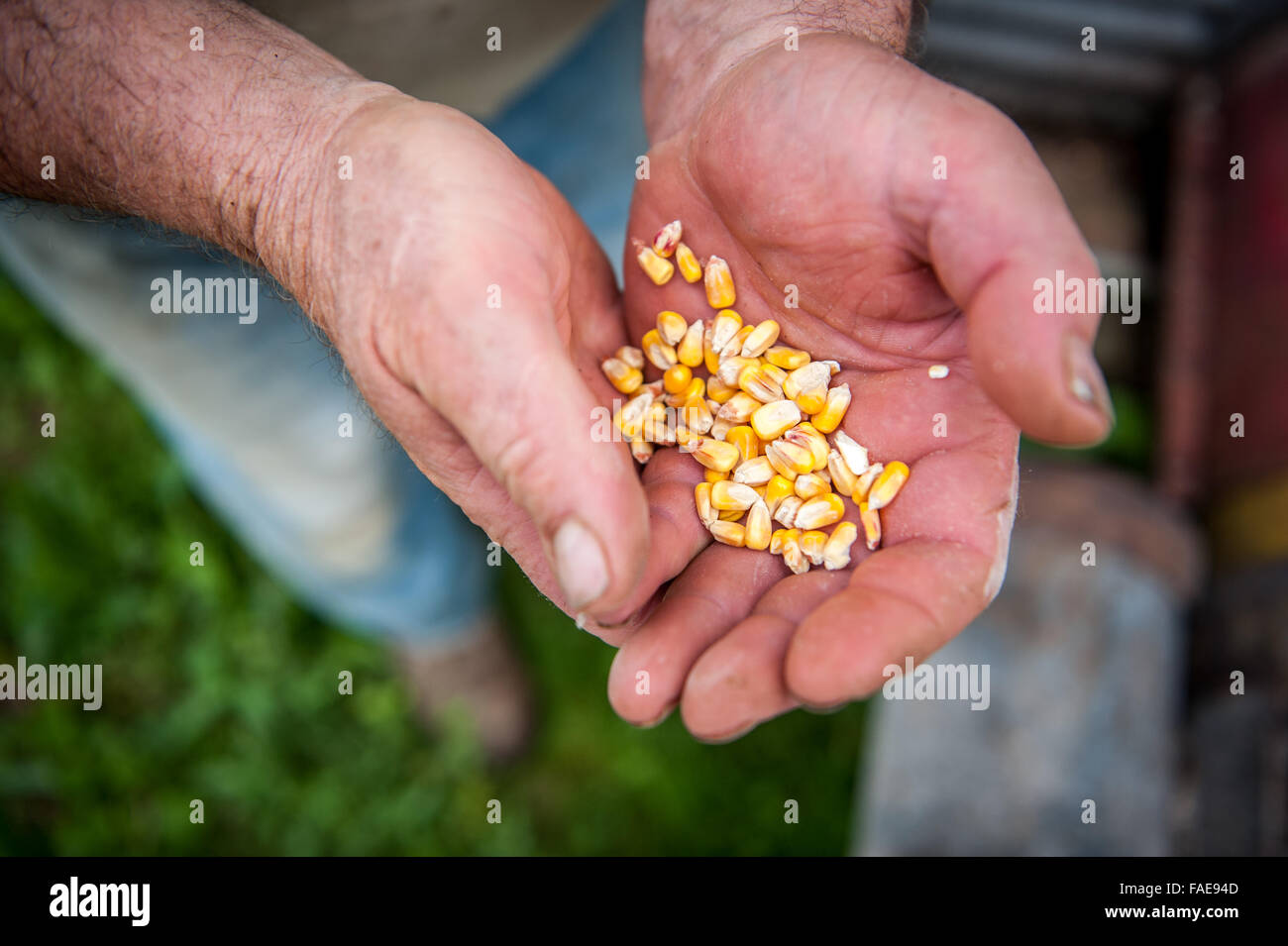 L'agricoltore che detiene una mano piena di mais Foto Stock