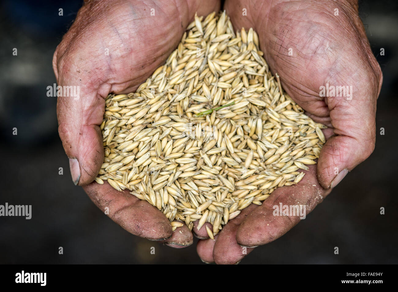 Mani di frumento Foto Stock