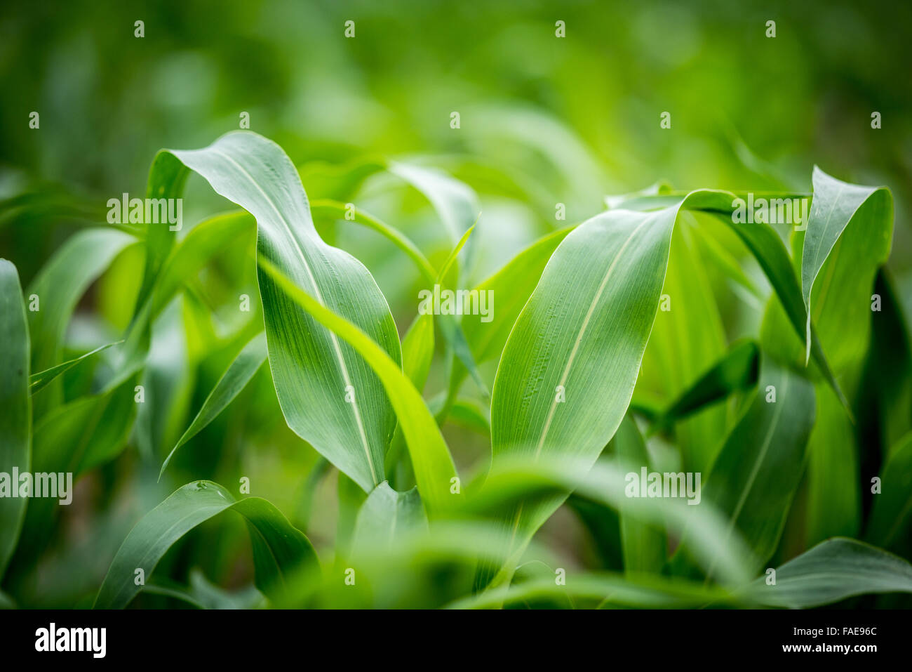 In prossimità di una foglia di mais Foto Stock