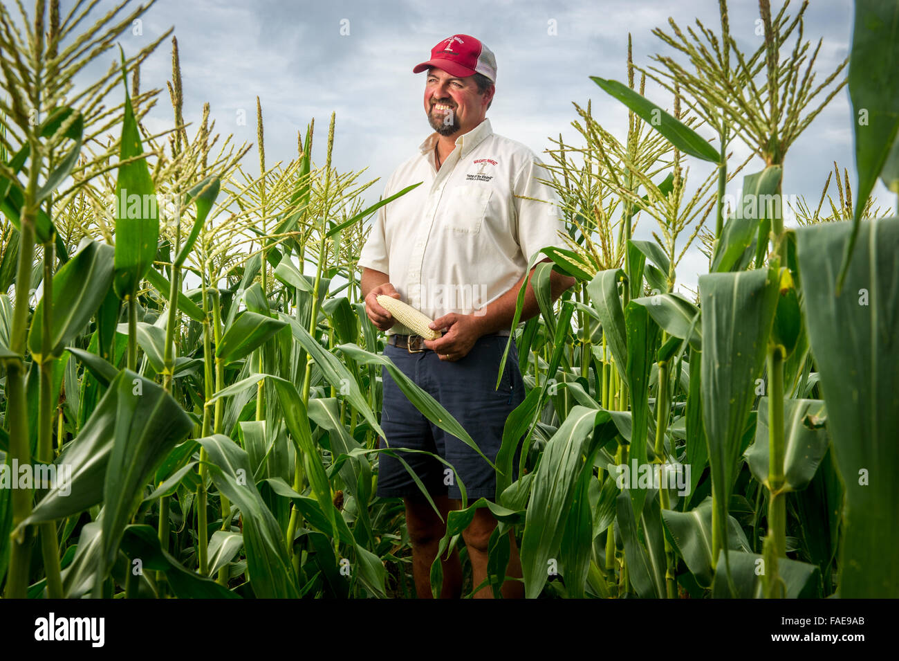 L'agricoltore che pongono in un campo di mais in Maryland Foto Stock