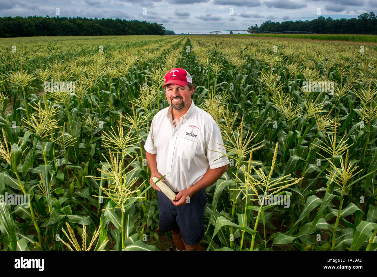 L'agricoltore che pongono in un campo di mais in Maryland Foto Stock