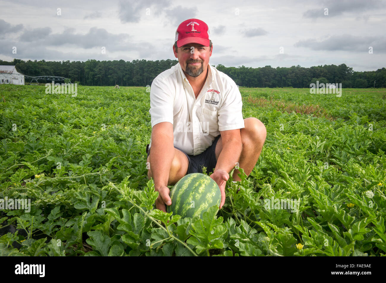 L'uomo tenendo in mano un cocomero che cresce in un campo in Maryland. Foto Stock