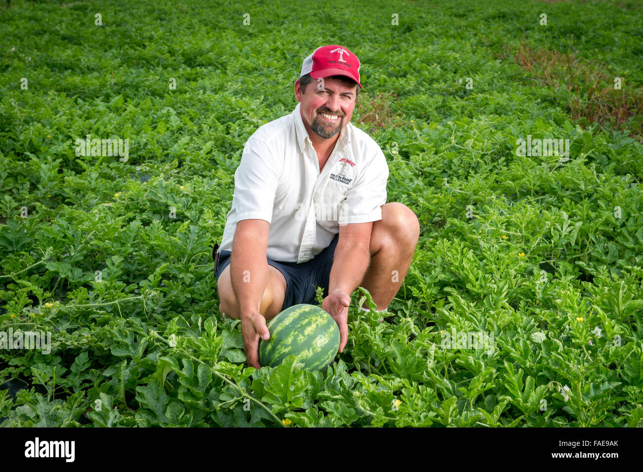 L'uomo tenendo in mano un cocomero che cresce in un campo Foto Stock