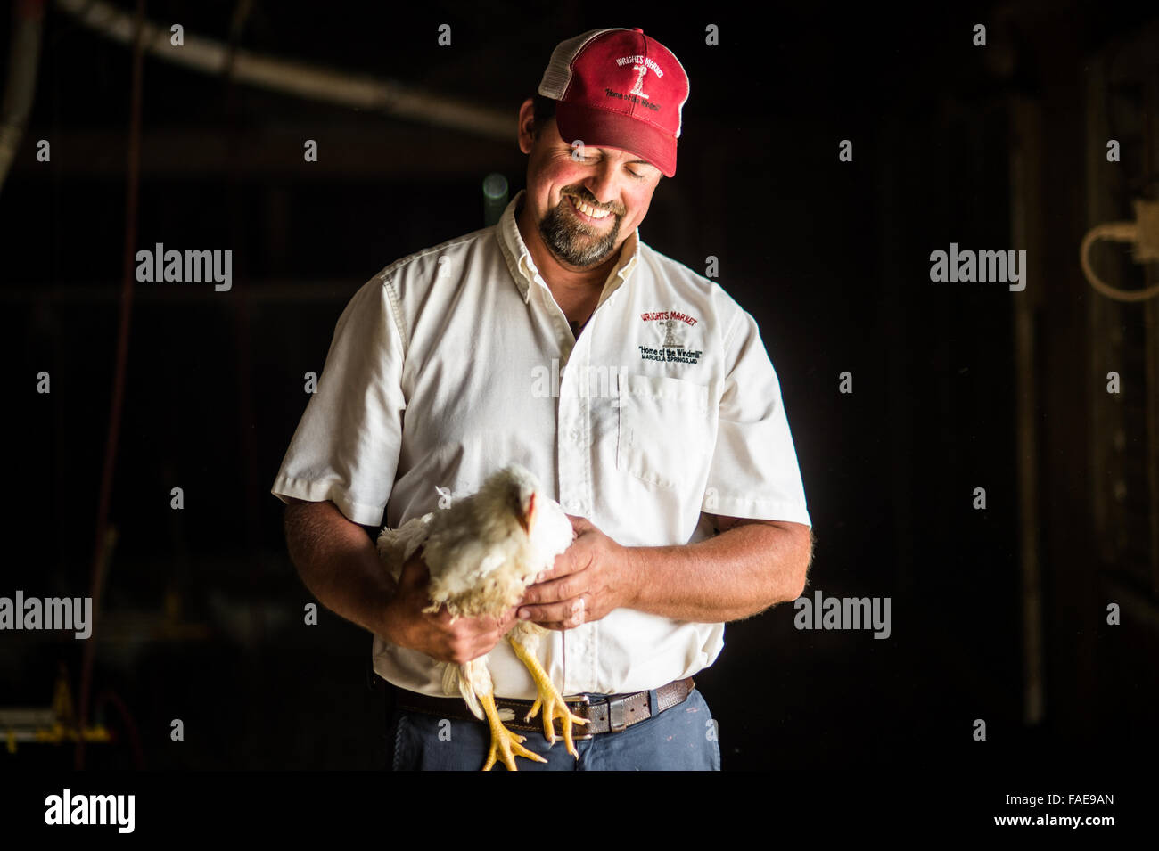 Uomo con un pollo all'interno di un pollaio Foto Stock