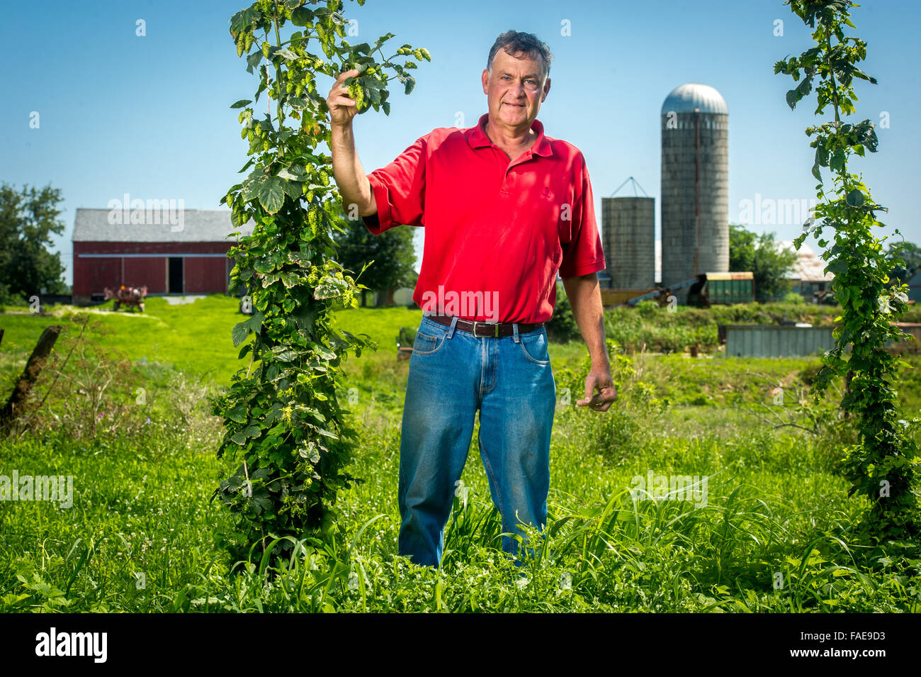 Agricoltore in piedi al centro di un ampio campo di coltivazione, tenendo un hop vite con silos dietro di lui Foto Stock
