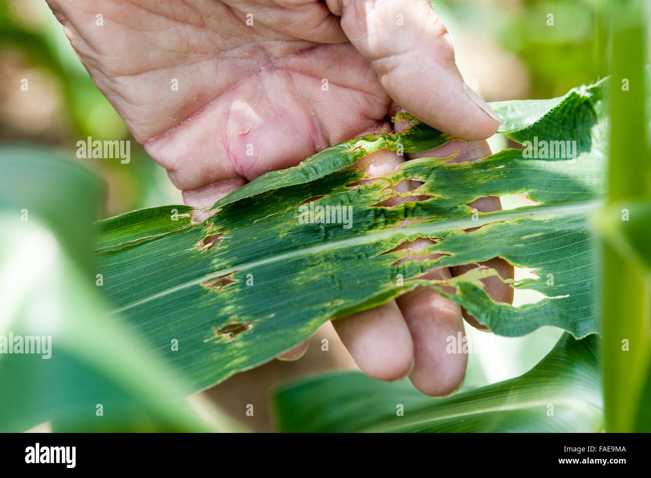 Mani trattenere foglie che sono stati danneggiati dalla grandine Foto Stock
