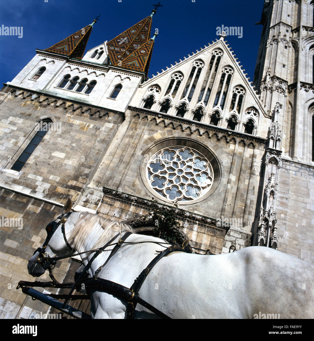 La chiesa di San Mattia a Budapest, al primo piano white horse.Questa foto mostra anche gli ornati tetto di tegole di questa chiesa, risalente a t Foto Stock