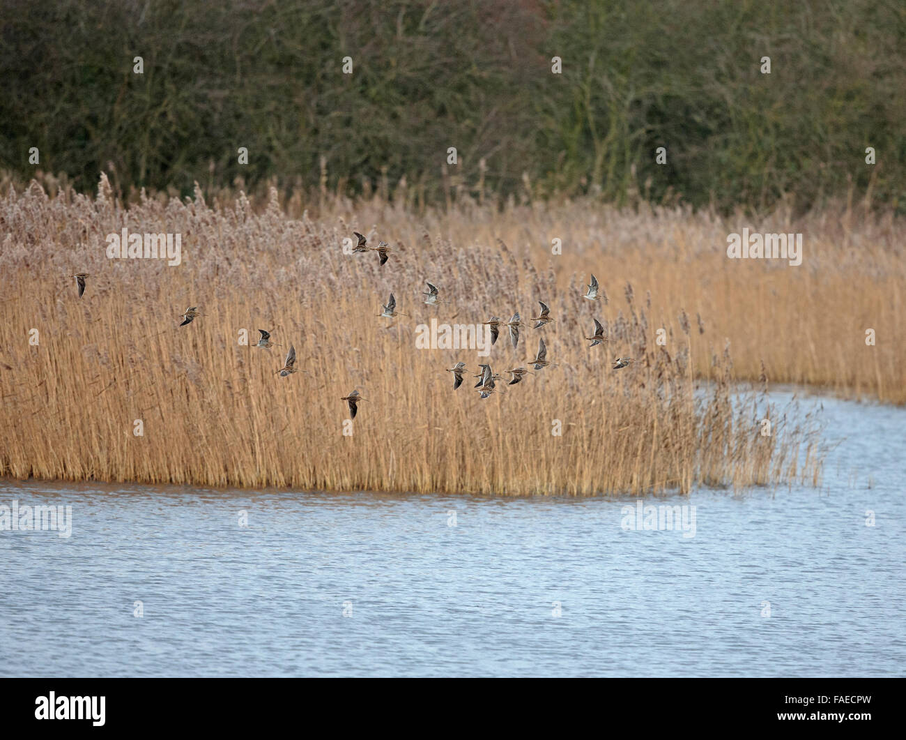 Snipe, beccaccino, Gallinago gallinago, wisp di beccaccino, in volo, Foto Stock