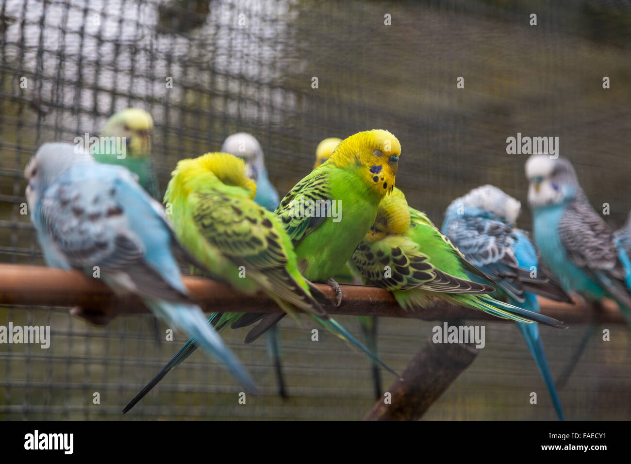 Uccelli budgie, Melopsittacus undulatus, tutti in fila che si infilano per la notte Foto Stock