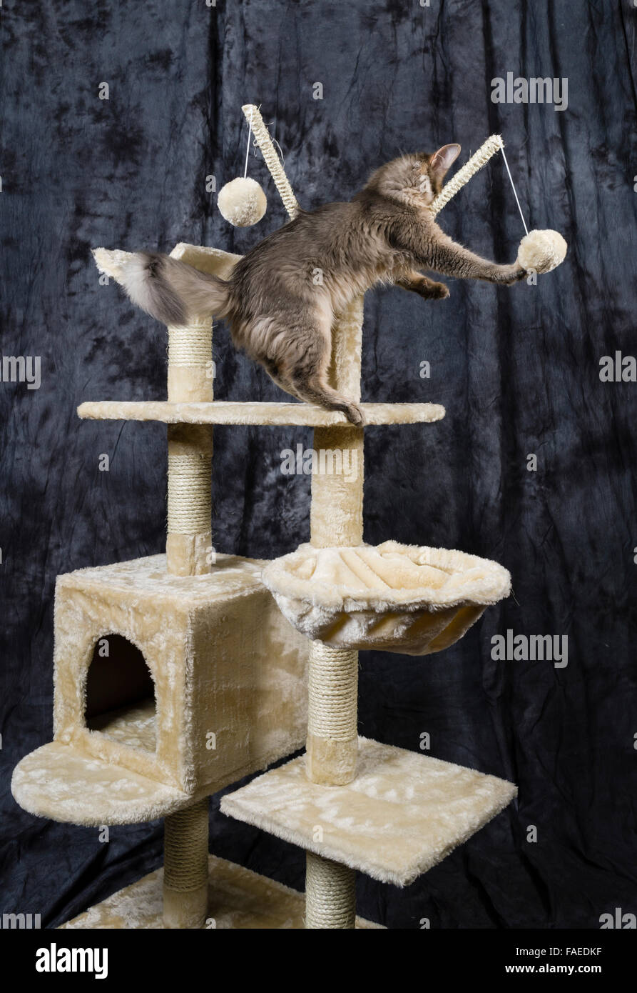 Blu somala (grigio) gattino gioca con le palle su una torre di cat. Foto Stock