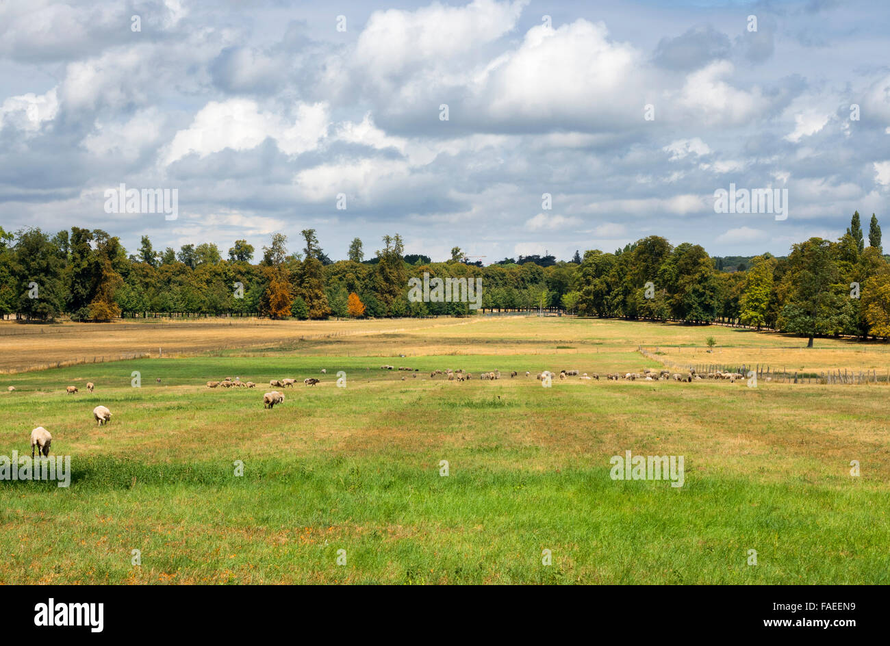 Le pecore nella prateria in Francia Foto Stock