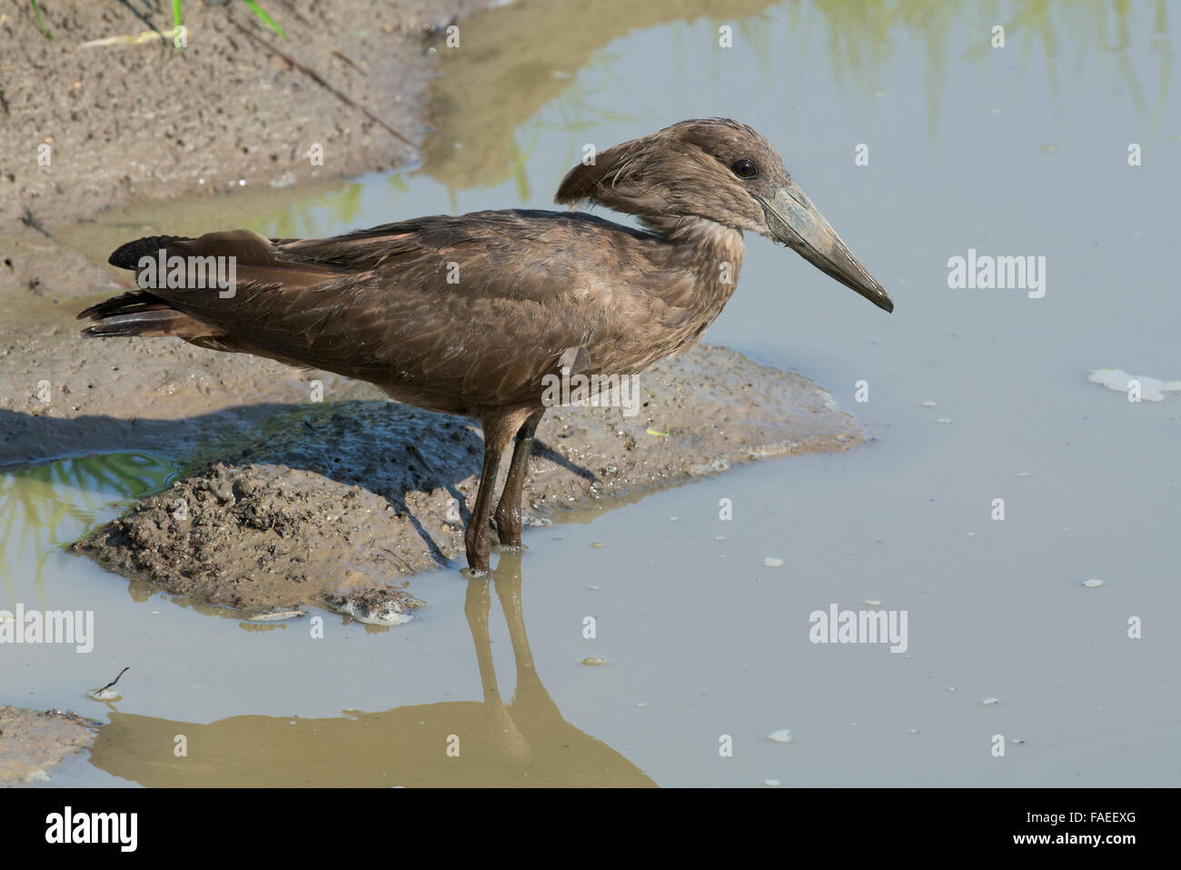 Zambia Sud Luangwa National Park Mfuwe. Hamerkop (Wild: Scopus umbretta), Aka hammerkop, hammerkopf, squali martello, hammerhead Foto Stock