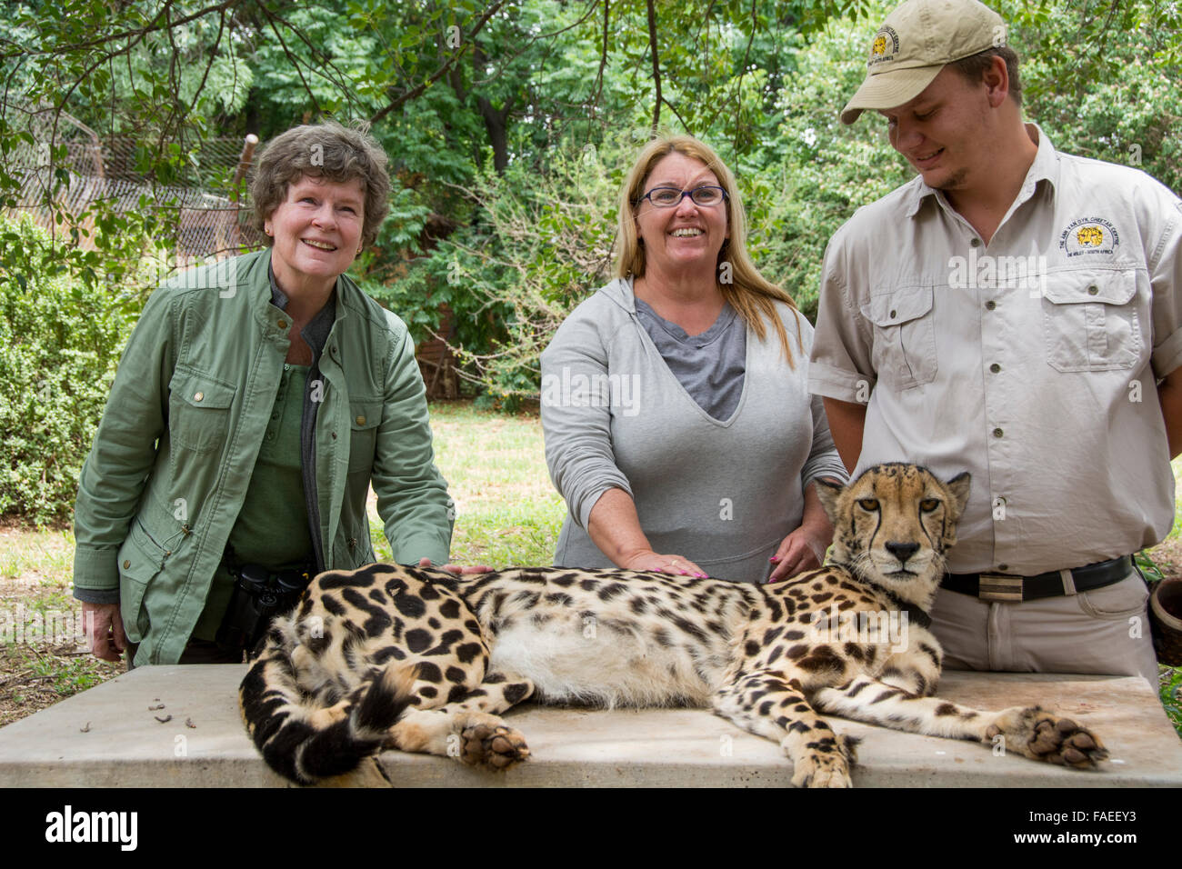 Sud Africa, Pretoria, Ann van Dyk Cheetah Center. Raro re ghepardo (captive, sulla via di estinzione elenco: Acinonyx jubatus), recessivo Foto Stock