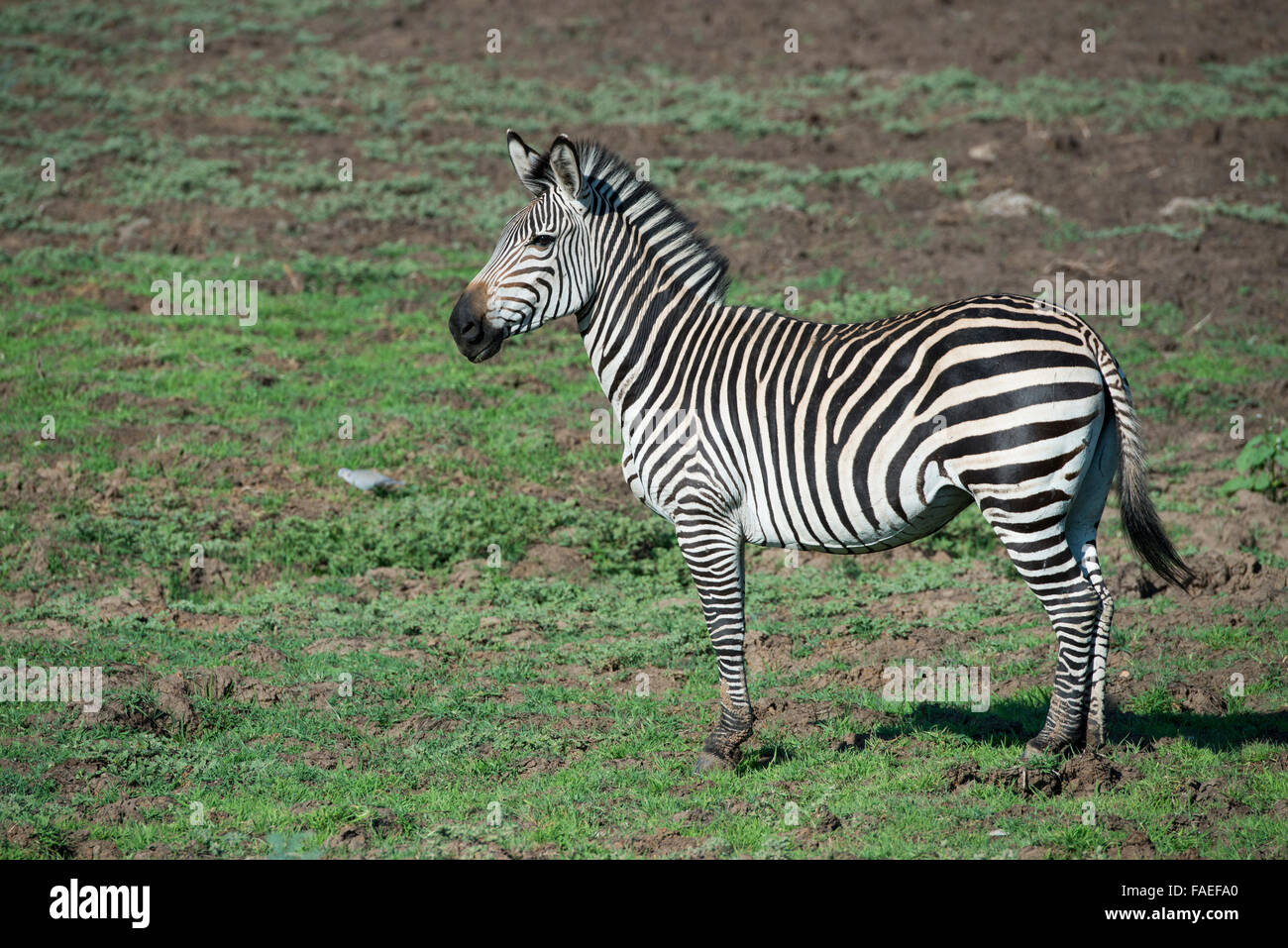 Zambia Sud Luangwa National Park Mfuwe. Crawshay's zebra (Wild: Equus quagga crawshayi) Foto Stock