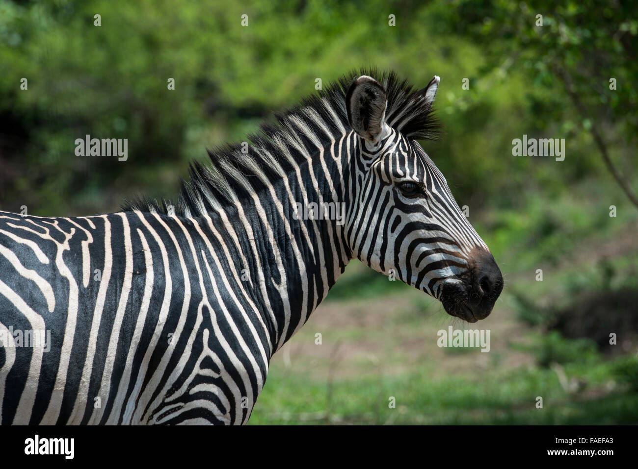 Zambia Sud Luangwa National Park Mfuwe. Crawshay's zebra (Wild: Equus quagga crawshayi) Foto Stock