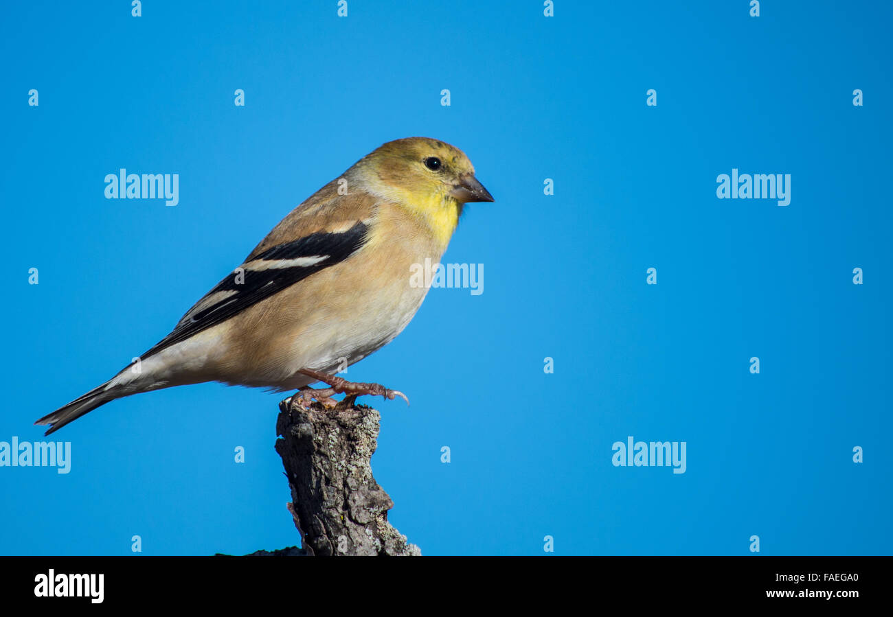 Cardellino appollaiate su un ramo Foto Stock