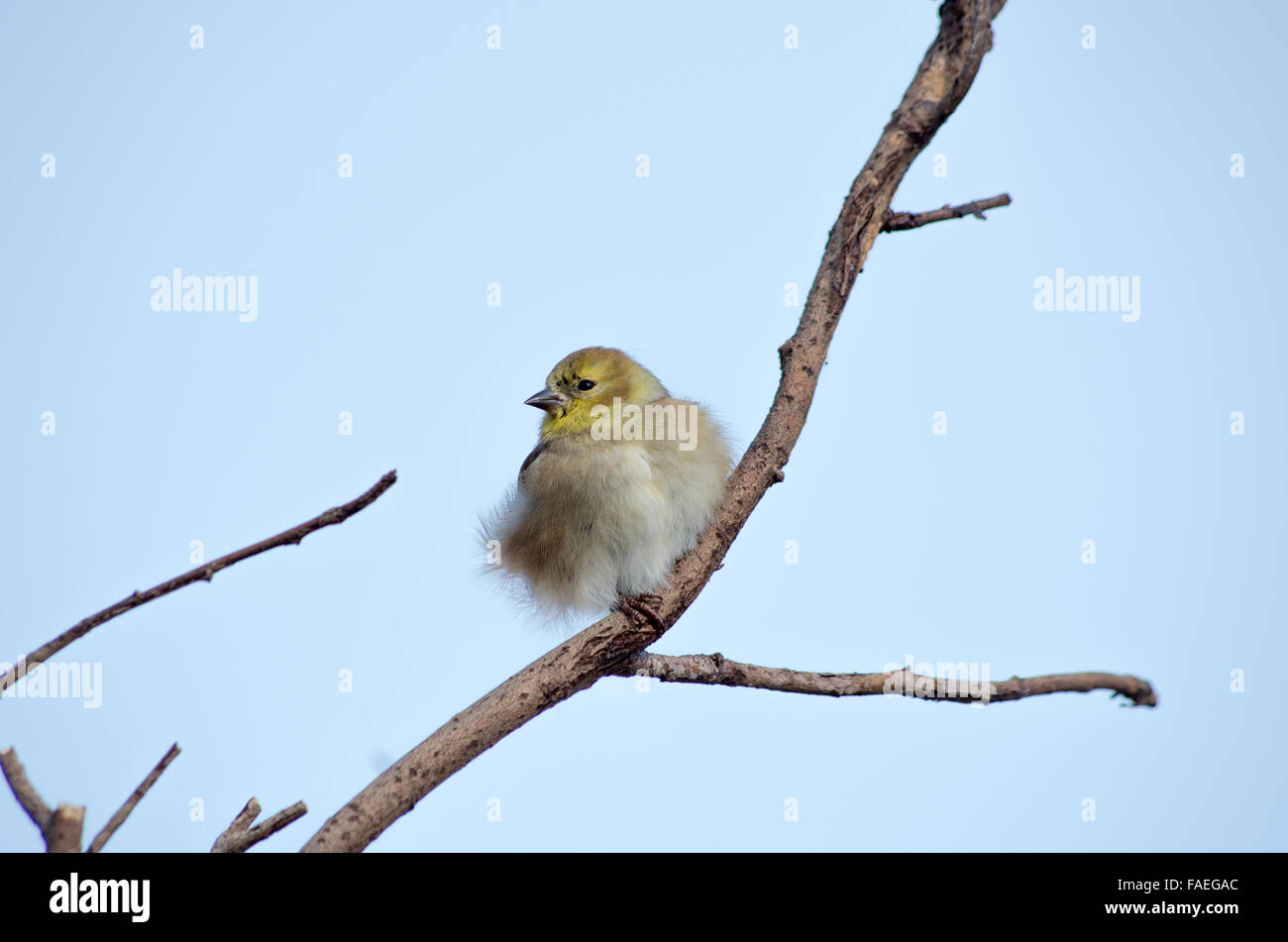Cardellino sul ramo con arruffare le piume Foto Stock