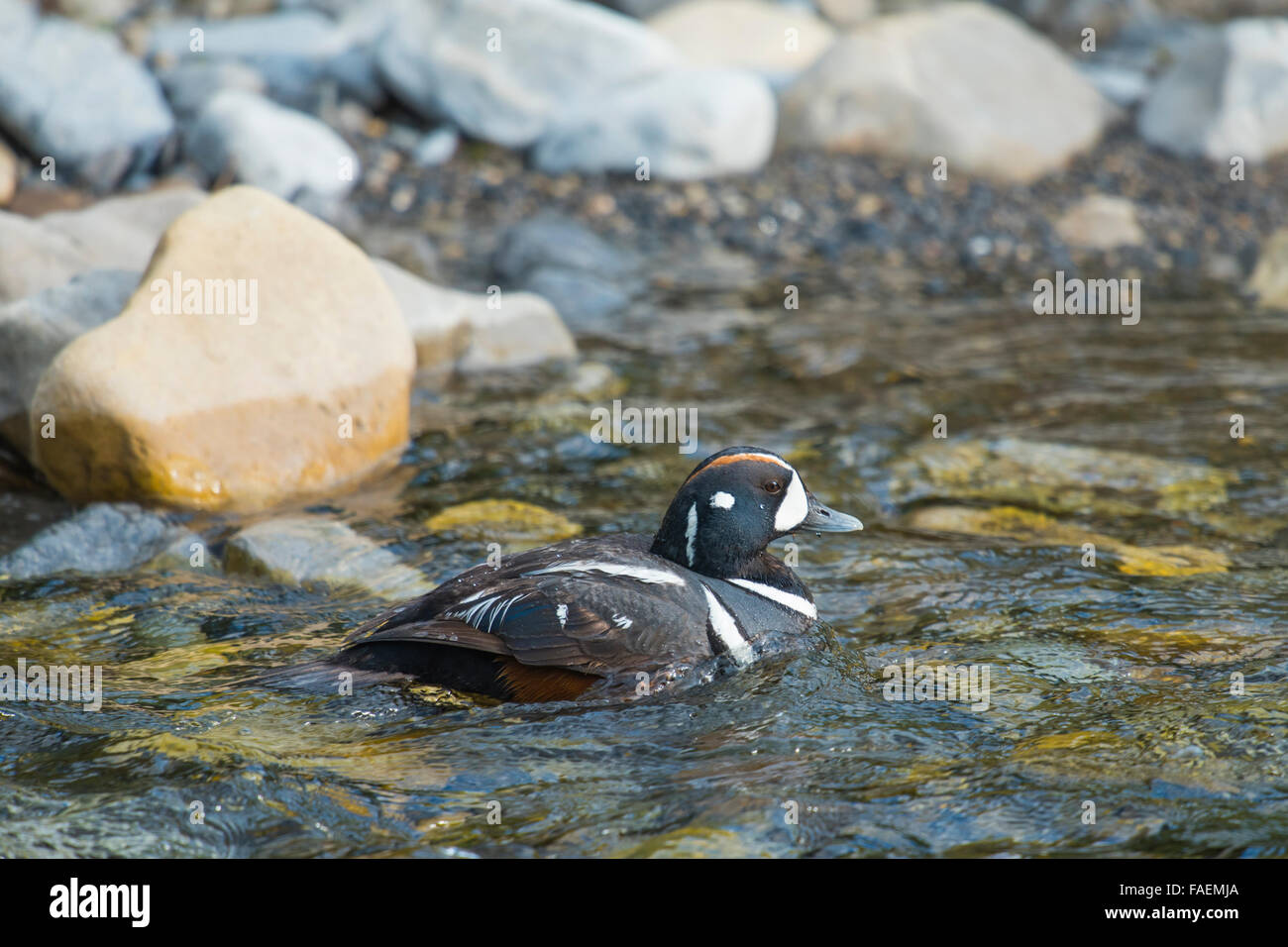 Harlequin Duck nuotare in un fiume di montagna Foto Stock
