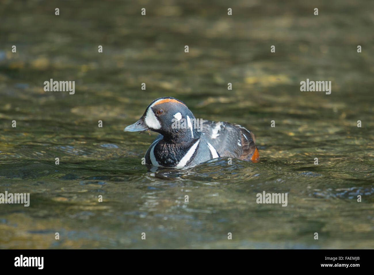 Harlequin Duck nuotare in un fiume di montagna Foto Stock
