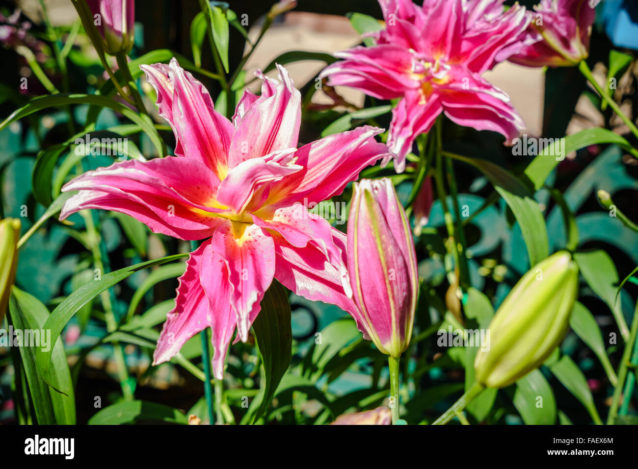 Lily fioriture dei fiori in un giardino Foto Stock