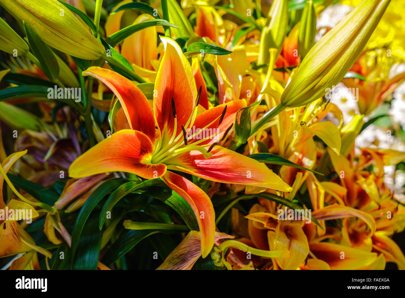 Giglio multicolori fioriture dei fiori in un giardino Foto Stock