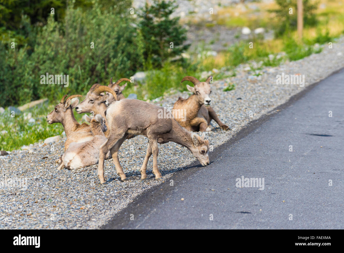 Rocky Mountain Bighorn sul lato della strada, Alberta Canada Foto Stock