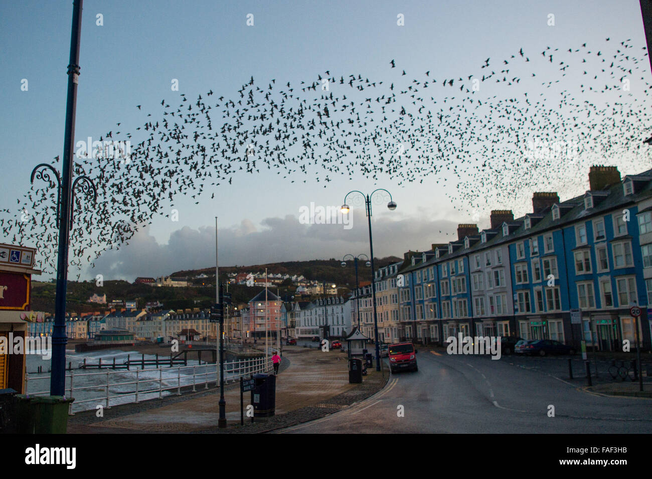 Aberystwyth Wales UK, martedì 29 dicembre 2015 appena prima del sorgere del sole una multa chiara mattina di dicembre, come un pareggiatore si fa strada lungo la promenade, migliaia di minuscoli storni riempiono il cielo come essi volare fuori per loro motivi di alimentazione en masse da loro per una notte posatoio sotto il molo di Aberystwyth sulla West Wales coast Aberystwyth è uno di soltanto una manciata di urbano starling posatoi NEL REGNO UNITO. Anche se abbondante in Aberystwyth, stornelli è sul RSPB's 'red' elenco delle specie in via di estinzione nel Regno Unito foto Keith Morris / Alamy Live news Foto Stock