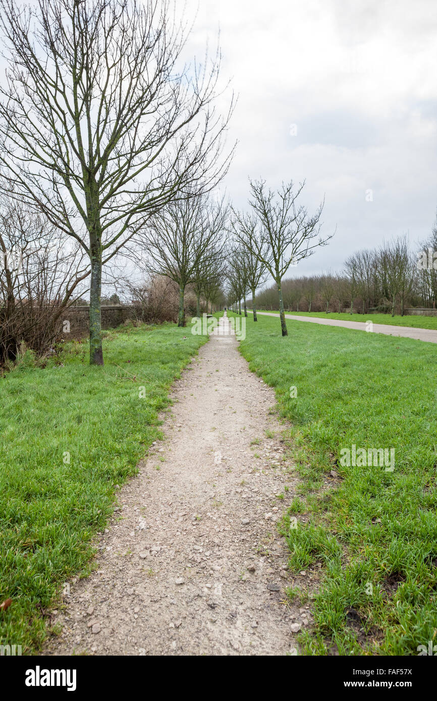 In un giorno nuvoloso con una fila di alberi Foto Stock