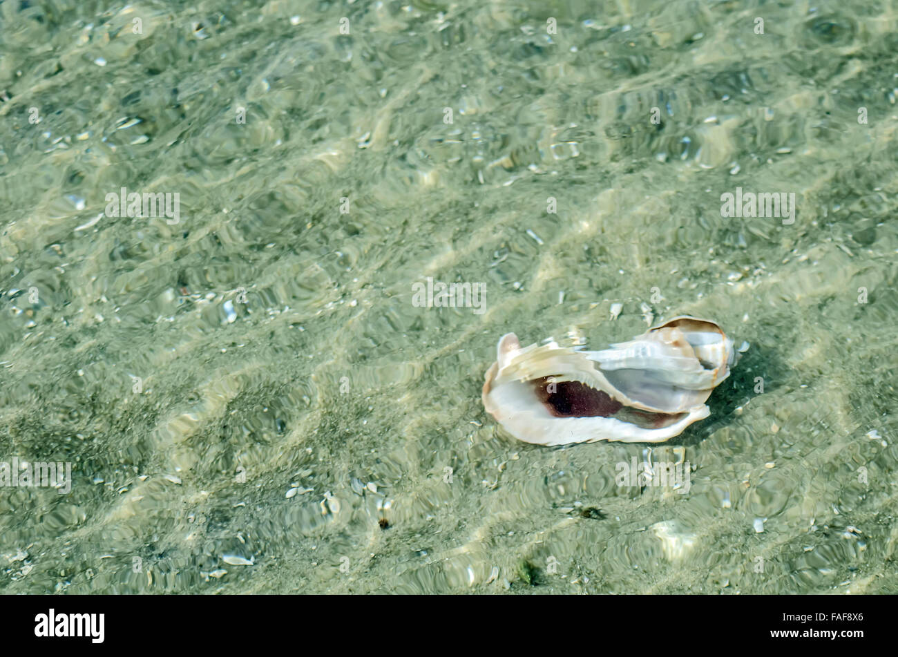 Shell su una spiaggia in Sierra Leone, Africa. Foto Stock