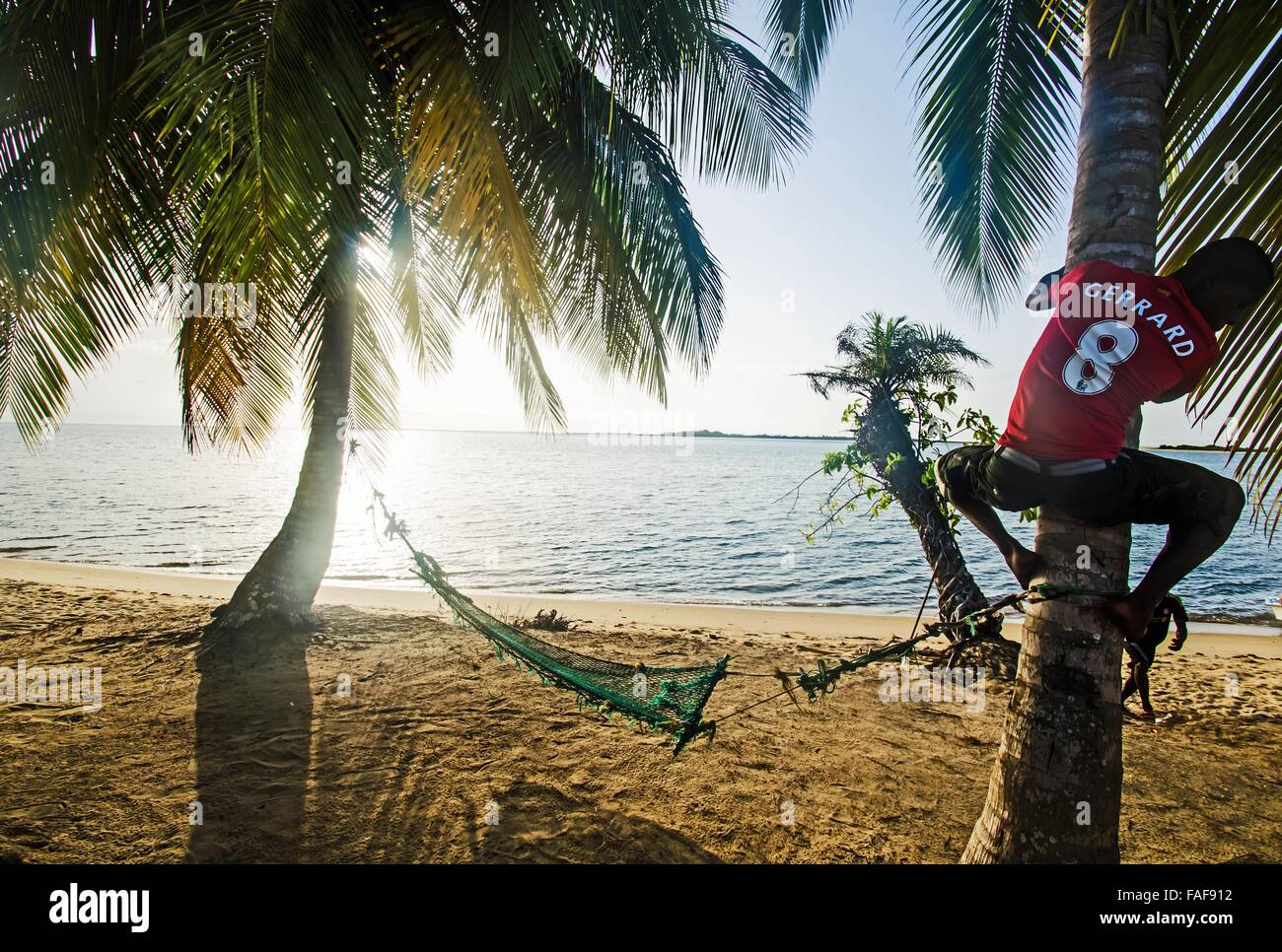 L'uomo climbing Palm tree su Baki Isola, th Turtle Islands, Sierra Leone. Foto Stock