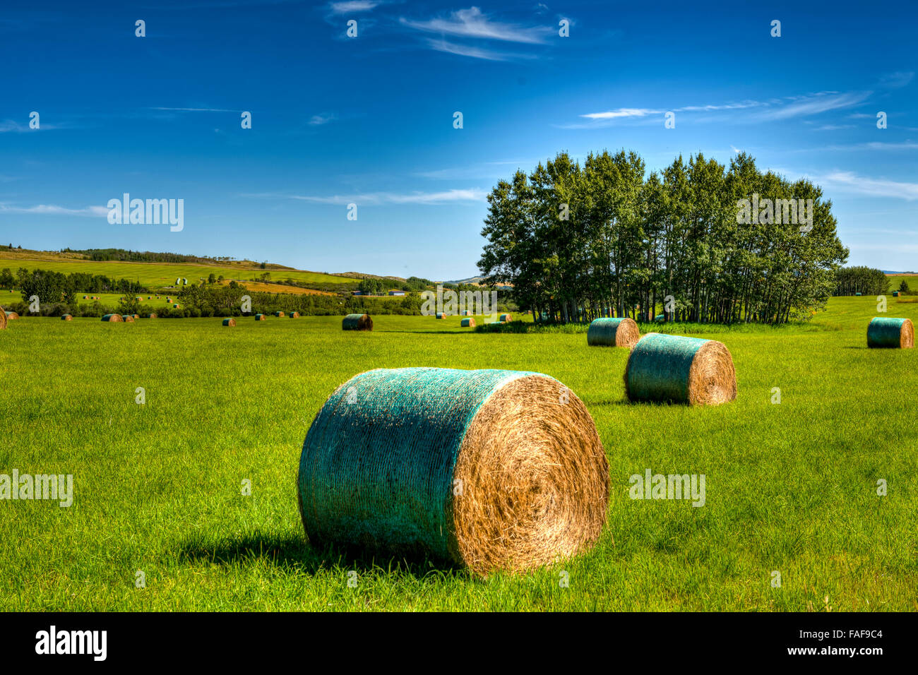 Farmland paesaggi dalle colline di Alberta in Canada in estate Foto Stock