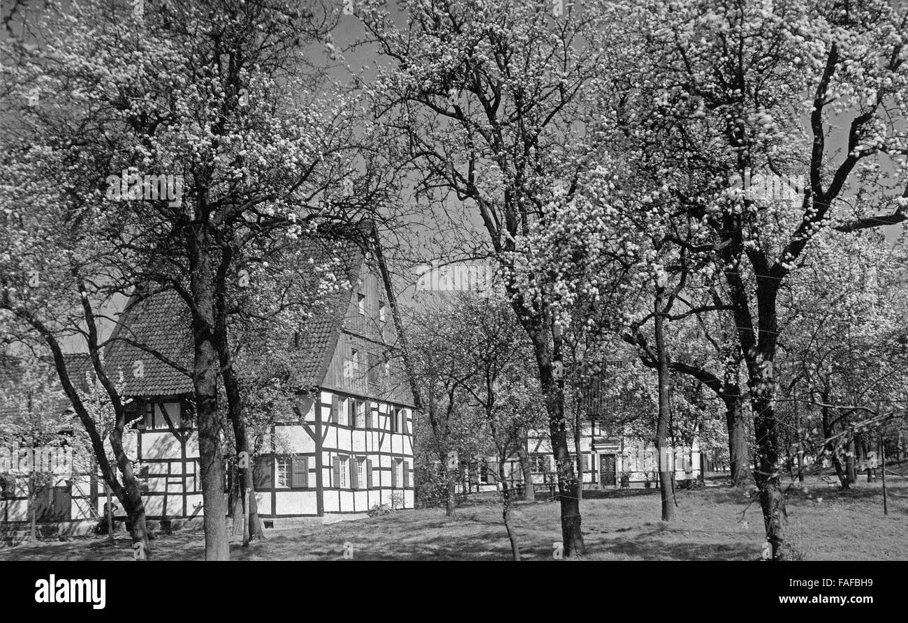 Baumblüte im Frühling in Imbach bei Leverkusen, Deutschland 1920er Jahre. Alberi in fiore tempo a Imbach vicino a Leverkusen, Germania 1920s. Foto Stock