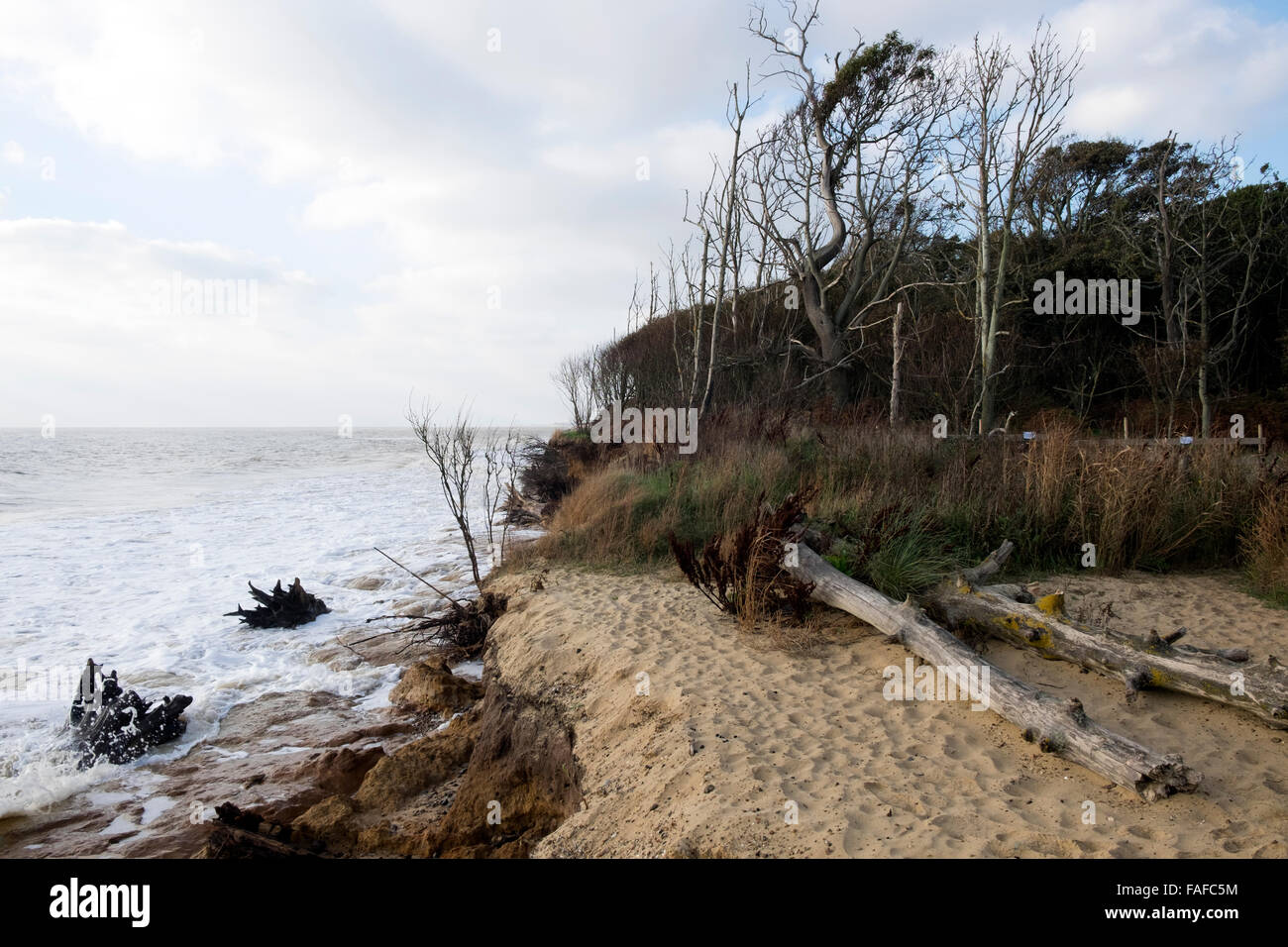 Effetti di erosione costiera Benacre Suffolk REGNO UNITO Foto Stock
