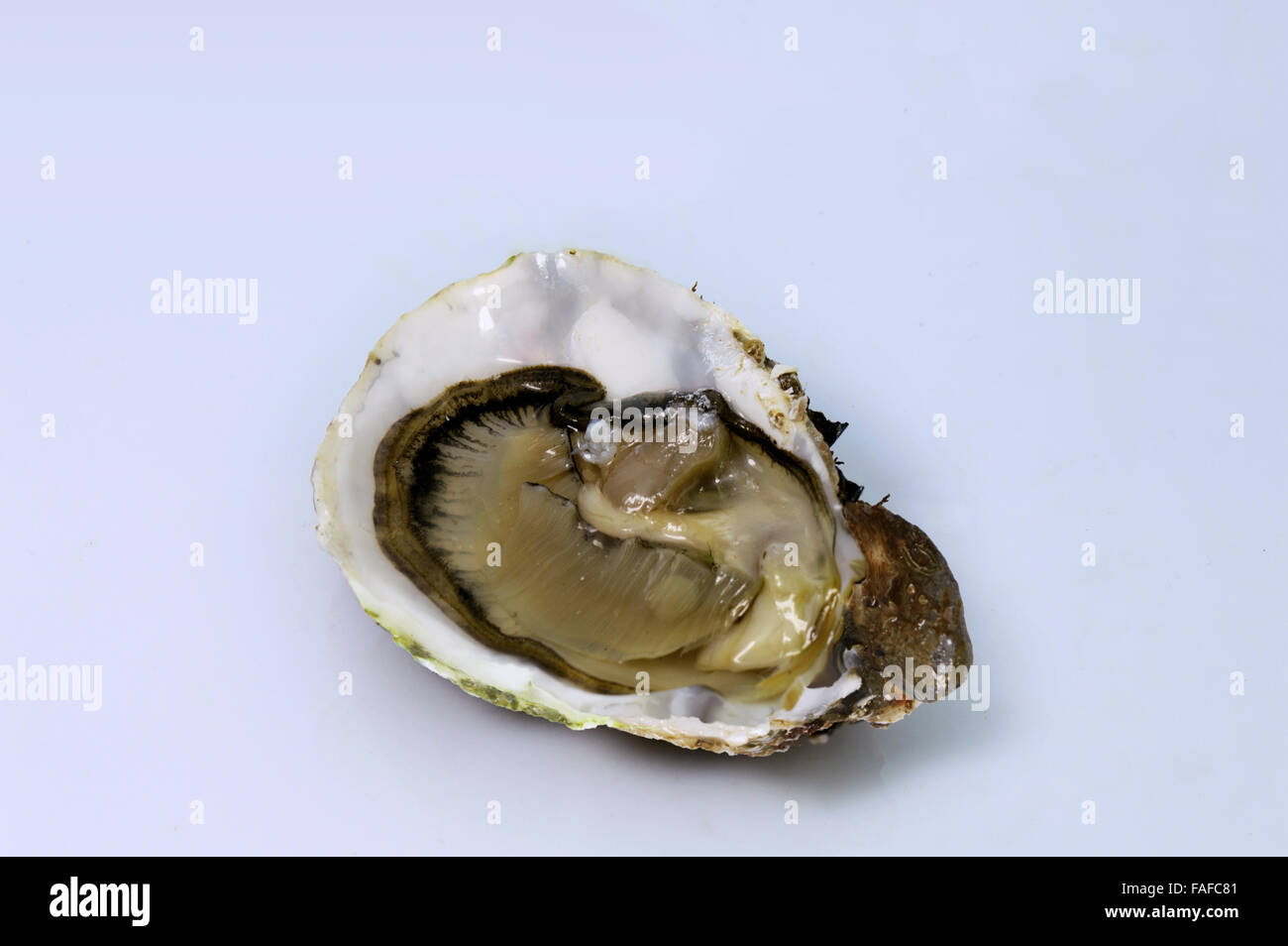 Oyster Foto Stock