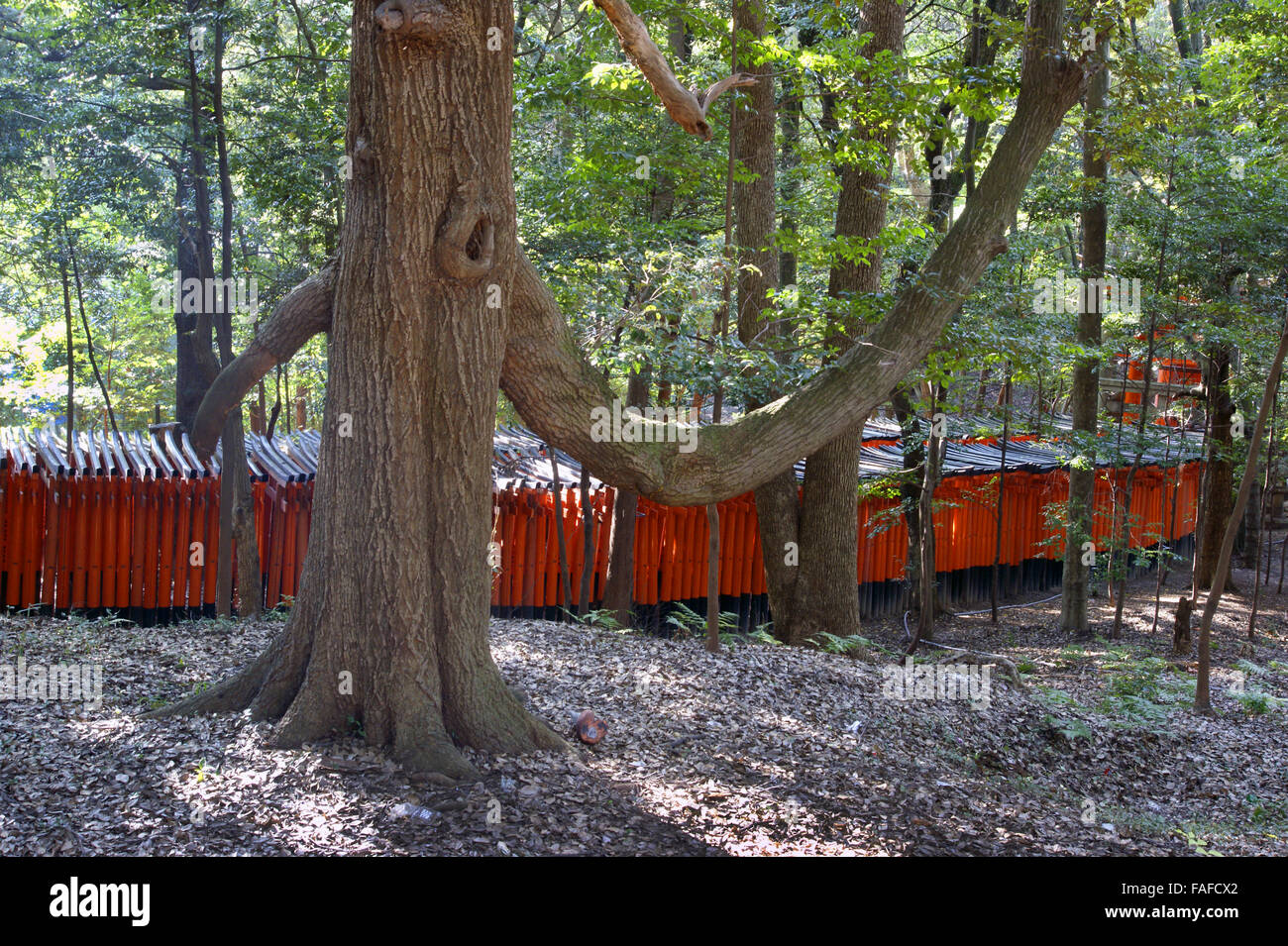 Miglia di rosso Torii A Fushimi-inari Taisha meandro il loro modo attraverso la foresta in Kyoto Foto Stock