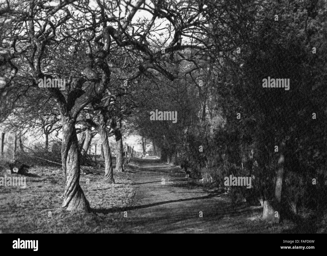 Bäume im Garten bei Herl Di Haus in Köln Holweide, Deutschland 1910er Jahre. Alberi presso i giardini di Herl Di Haus mansion a Holweide Colonia, Germania 1910s. Foto Stock