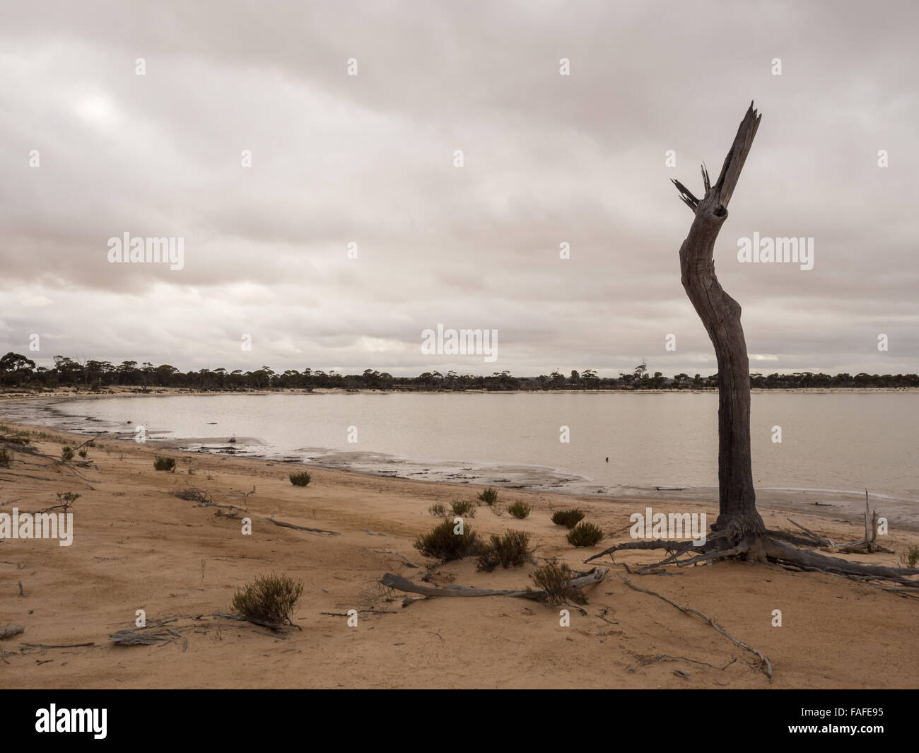 Albero morto accanto a un lago salato, Australia occidentale Foto Stock