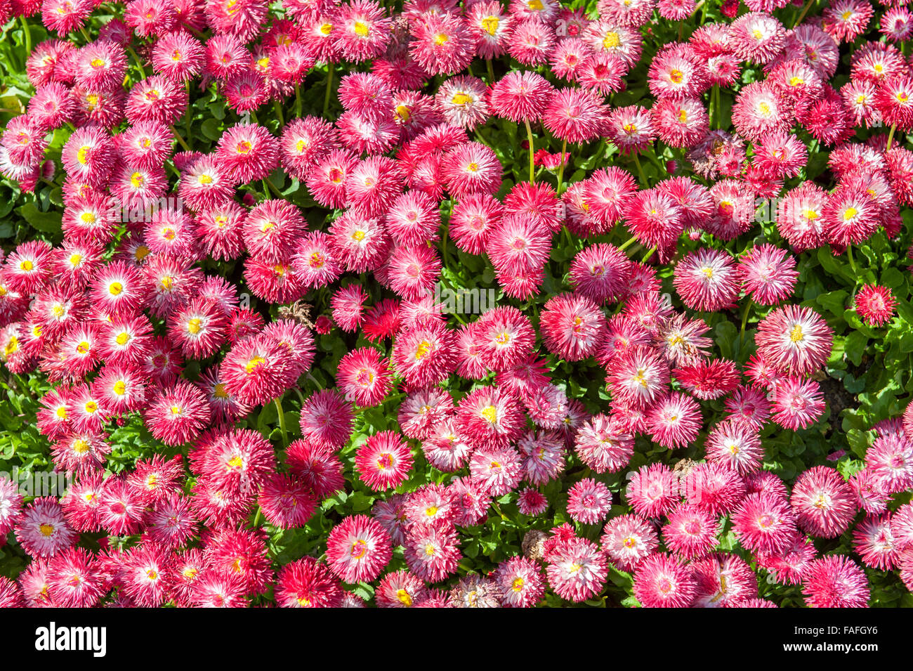 Piccoli fiori di colore rosso che copre la massa da giardino Foto Stock